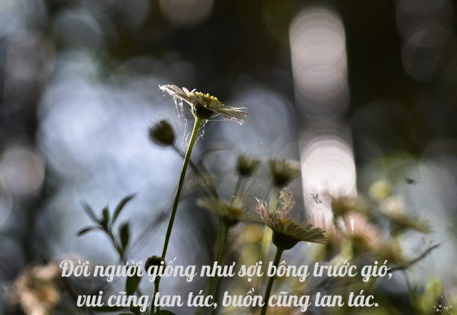 Quote hay về cuộc sống