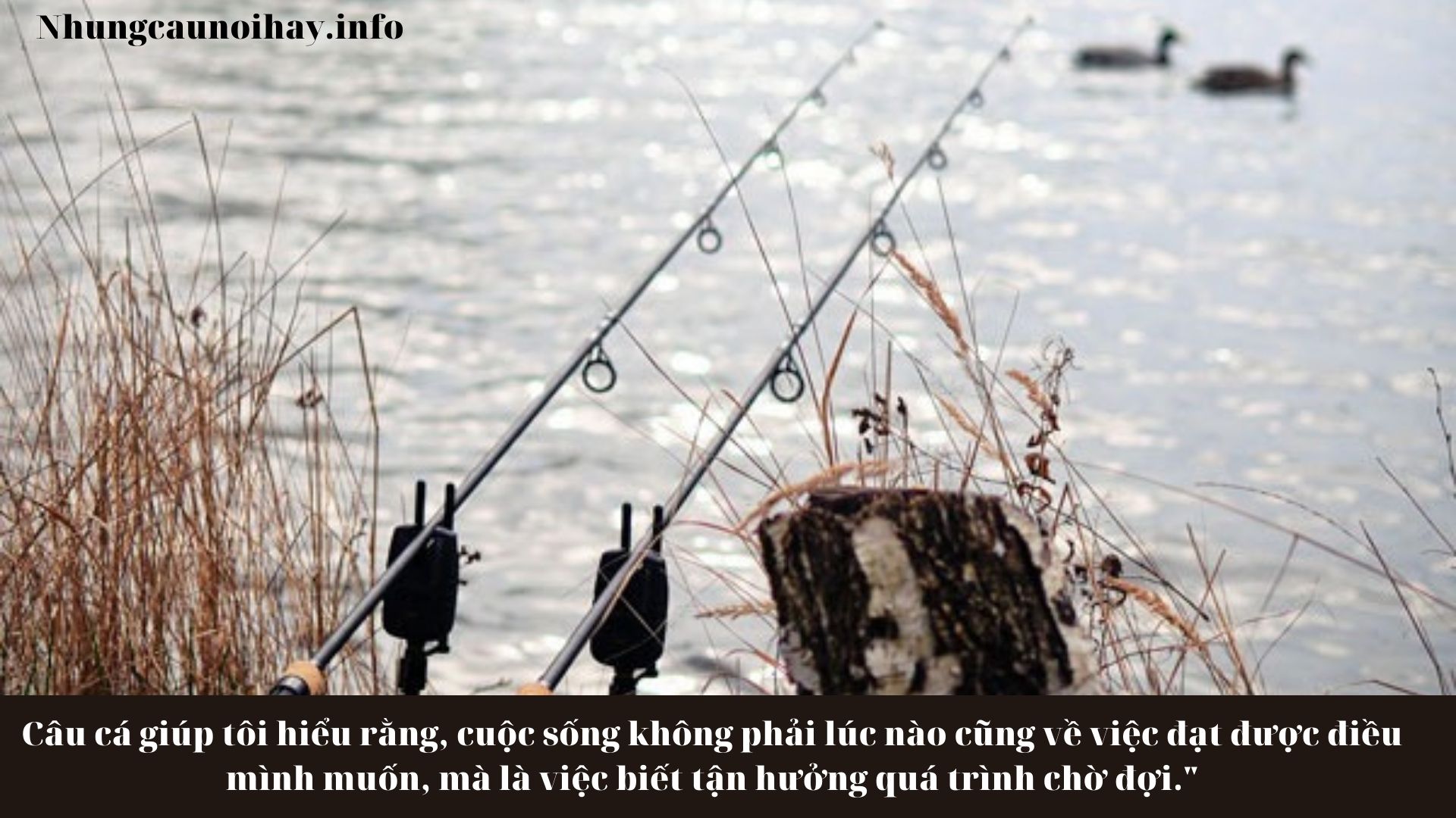 Những câu nói hay về câu cá
